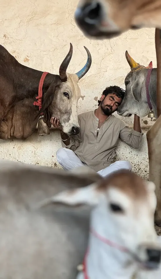 Green fodder distribution for gauvansh